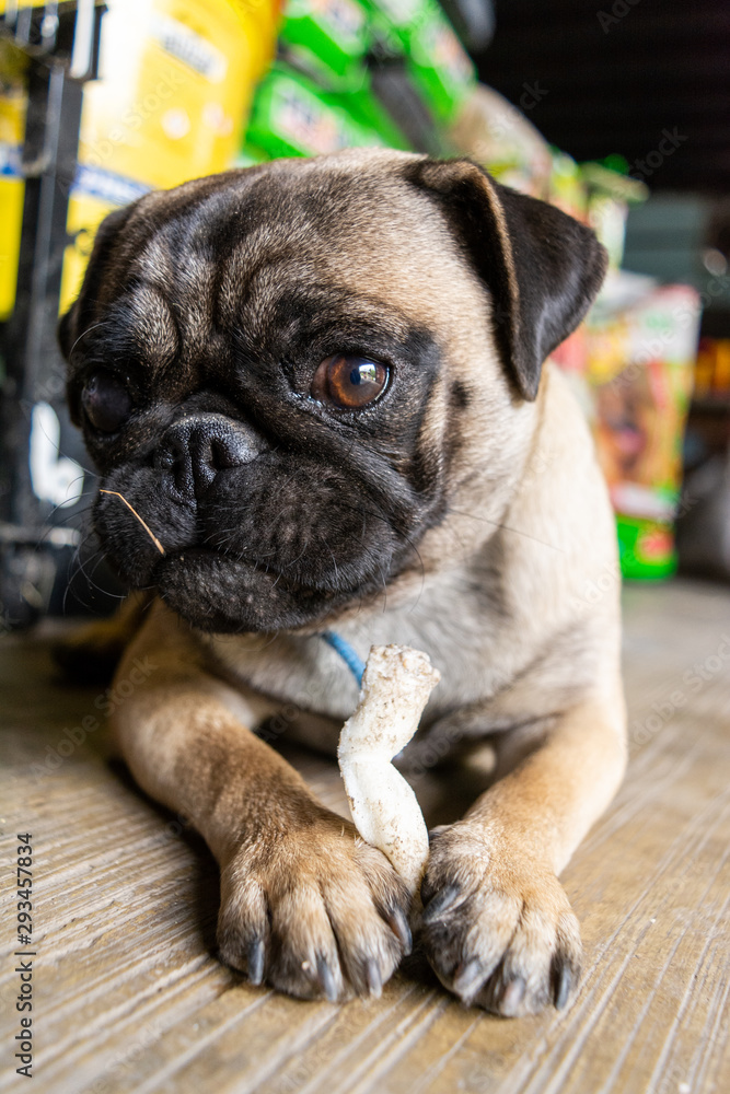 Obraz premium mascota