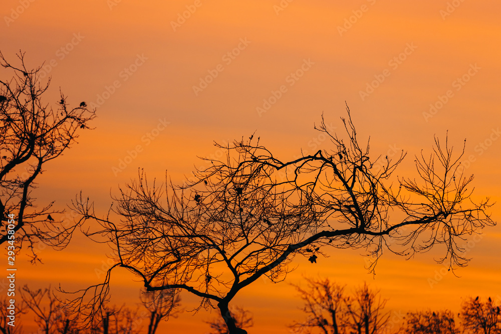 Silhouette of spiritual tree at sunset time Silhouette of spiritual tree at sunset time