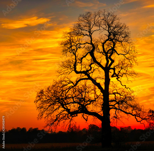 Big oak with fiery sunset in the background