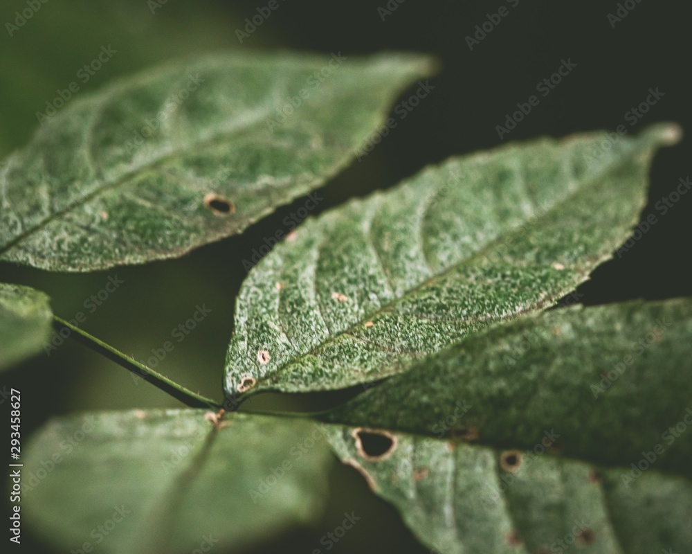 Obraz premium Pflanze