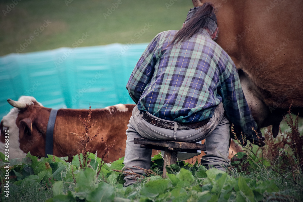 homme en train de traire une chèvre Stock Photo Adobe Stock