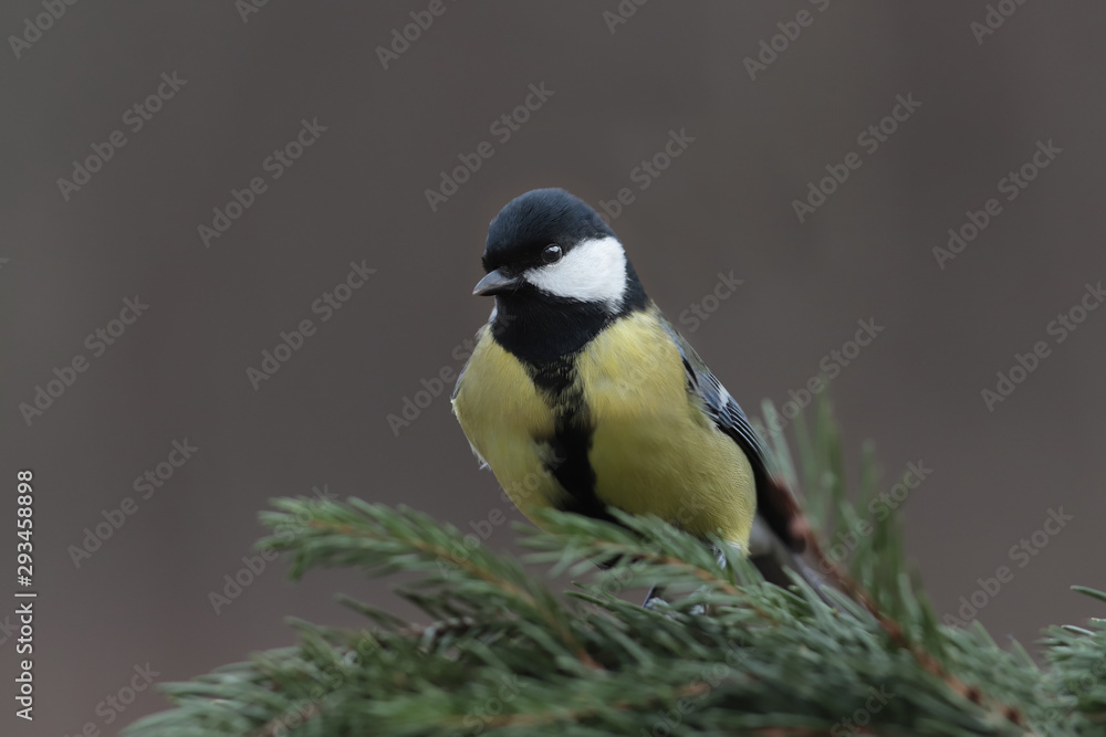 Fototapeta premium Great tit on a branch of spruce, on a blurry brown background ..