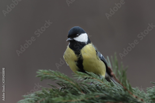 Great tit on a branch of spruce, on a blurry brown background .. © chermit