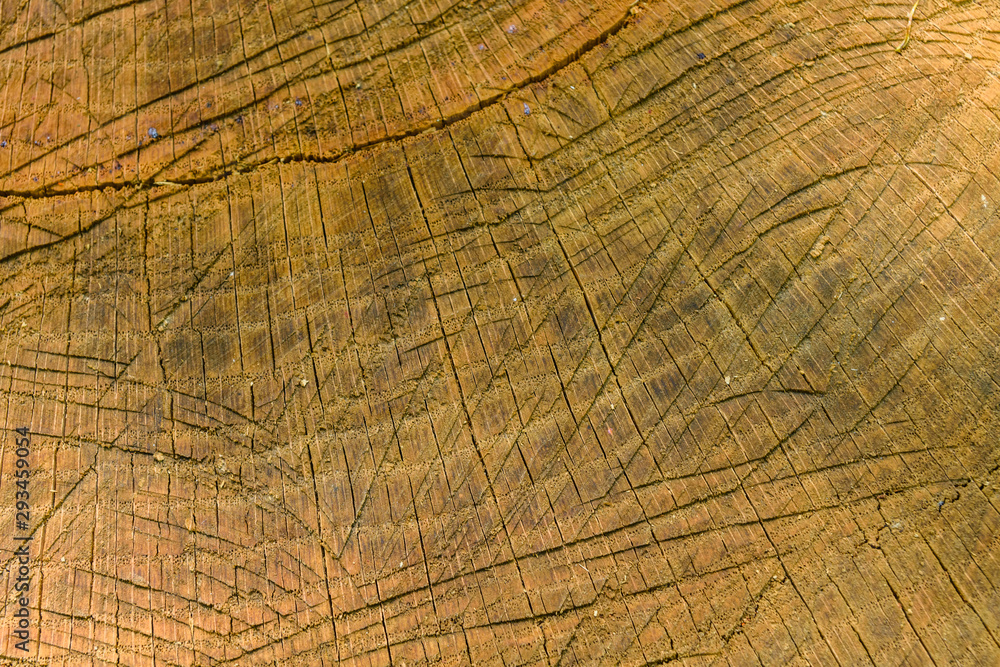 Fototapeta premium Natural wooden texture for the background. Cross section