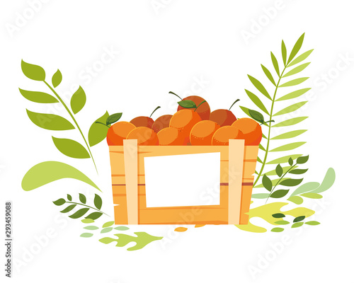 Isolated oranges box fruit vector design