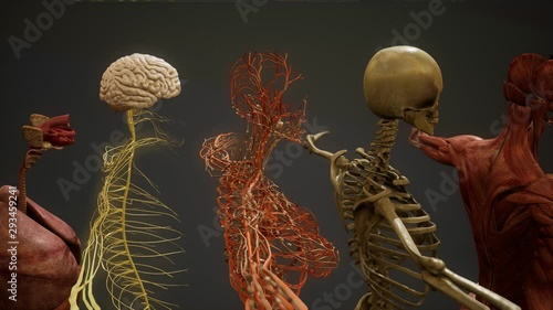 Animated 3D human anatomy illustration photo