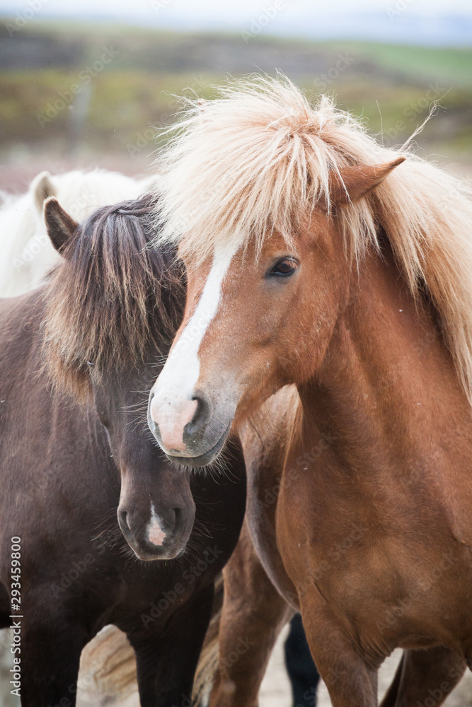 Obraz premium zwei Islandponys 