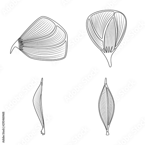 Vector design of fiber and muscular logo. Set of fiber and body stock vector illustration.