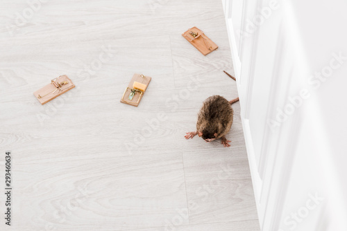 top view of rat near mousetraps with cube of cheese on floor photo