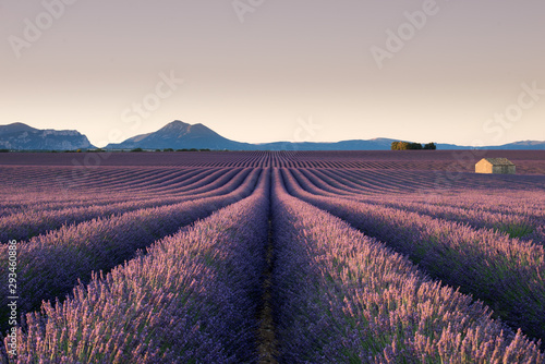 Lavender Field in Valensole.j