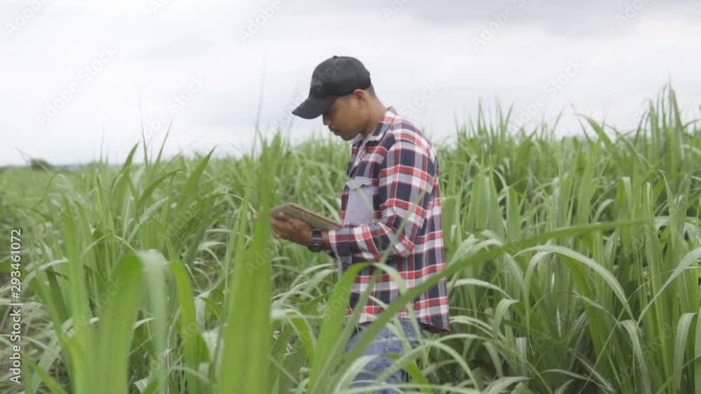 Smart farming agriculture concept. Asian Man hands holding tablet on organic farm Smart farming agriculture concept. Asian Man hands holding tablet on organic farm