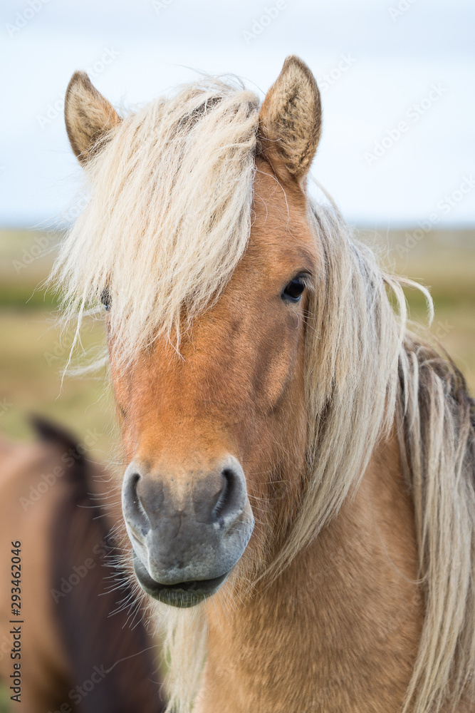 Obraz premium Pferdekopf mit schöner heller mähne