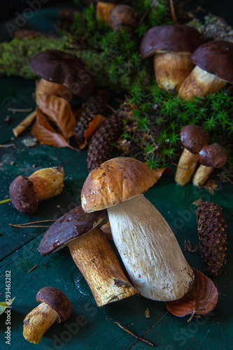 seasonal mushroom picking. Preparations for the winter, making homemade marinades. Forest in autumn.Edible mushroom. Autumn