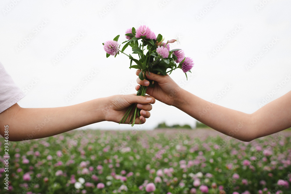 Boy's hand taking clover flowers Boy's hand taking clover flowers