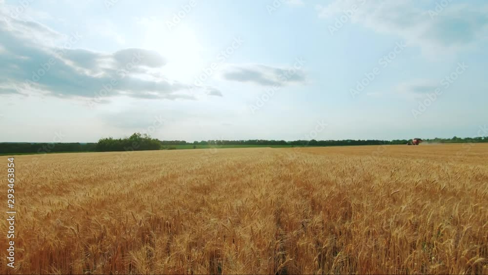 Combine harvester gathers the wheat crop. Wheat harvesting shears. Combines in the field Food industry concept. Combine harvester gathers the wheat crop. Wheat harvesting shears. Combines in the field Food industry concept.