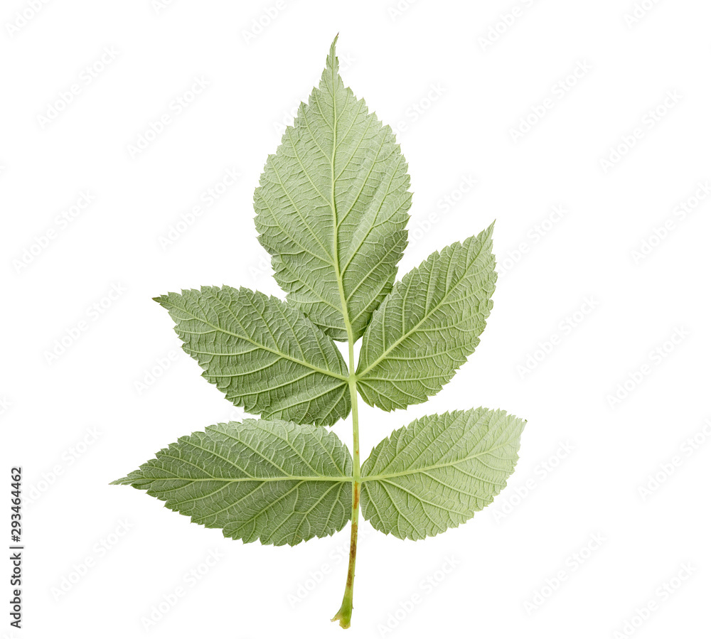 reverse structural side of a green raspberry leaf reverse structural side of a green raspberry leaf