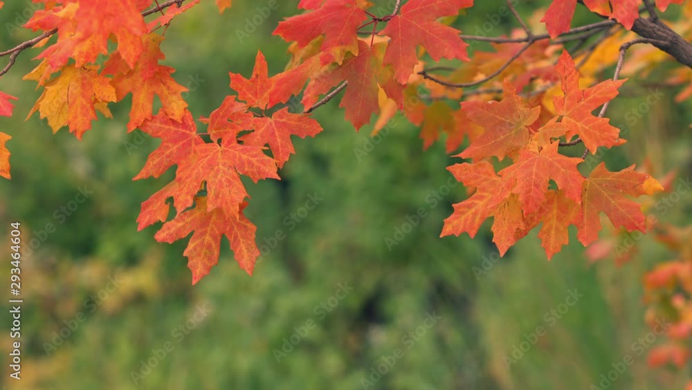 Orange Maple leaves against green background in Fall as the wind blows the branch as the seasons change in Utah. Orange Maple leaves against green background in Fall as the wind blows the branch as the seasons change in Utah.