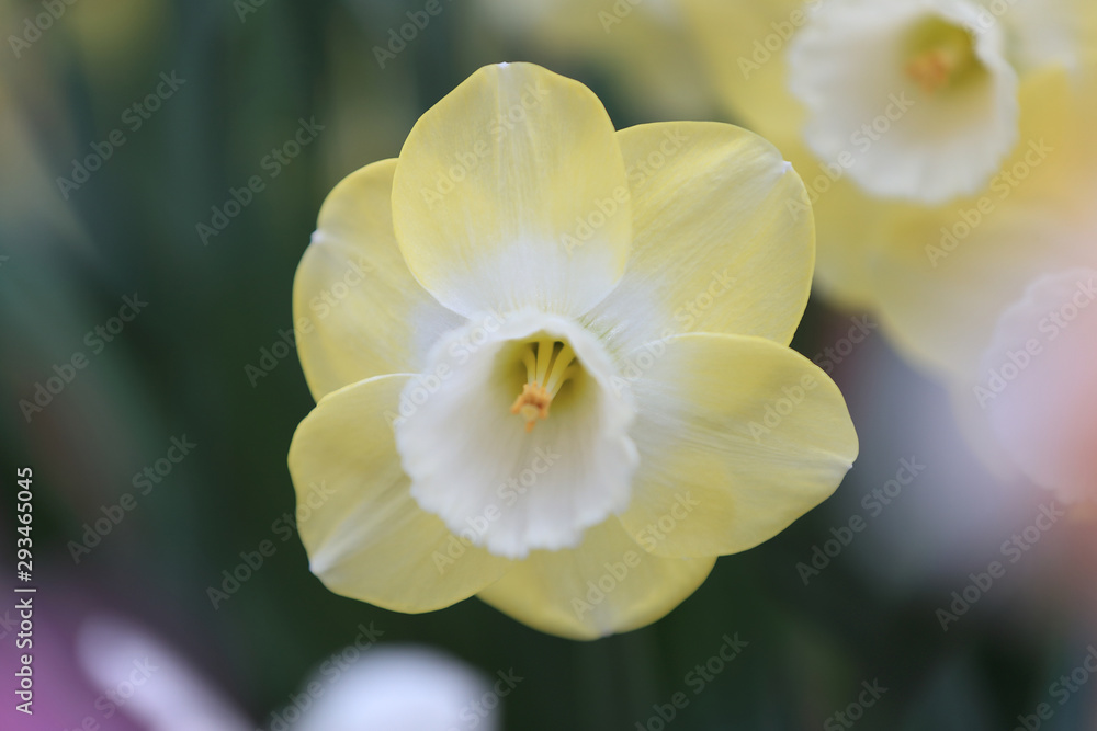 Obraz premium daffodils 