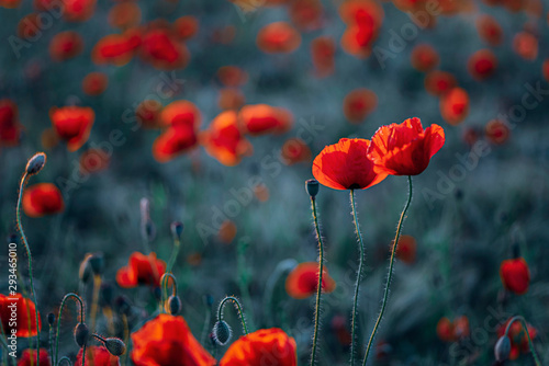 Close-up of fresh poppy flowers on field during sunset