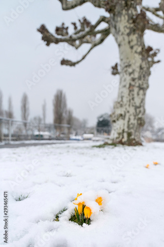 Krokusse am Hafen im Schnee photo