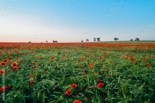 Fresh orange poppy flowers blooming on field against blue sky photo