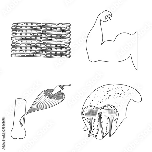 Vector design of fiber and muscular logo. Set of fiber and body stock vector illustration.
