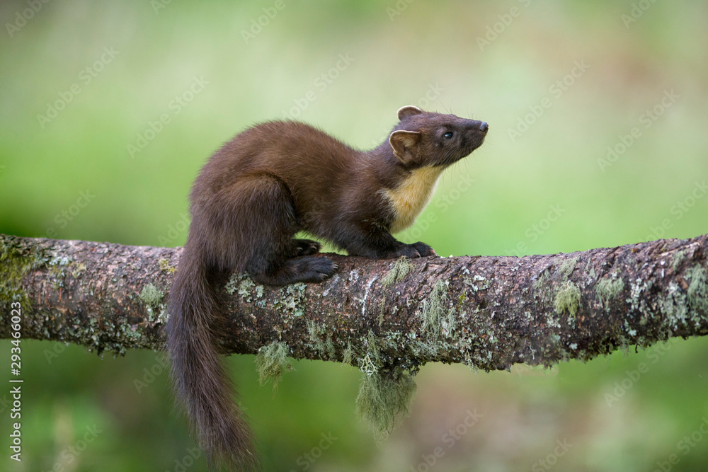 Portrait of pine marten on tree trunk