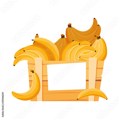 Isolated bananas fruit box vector design