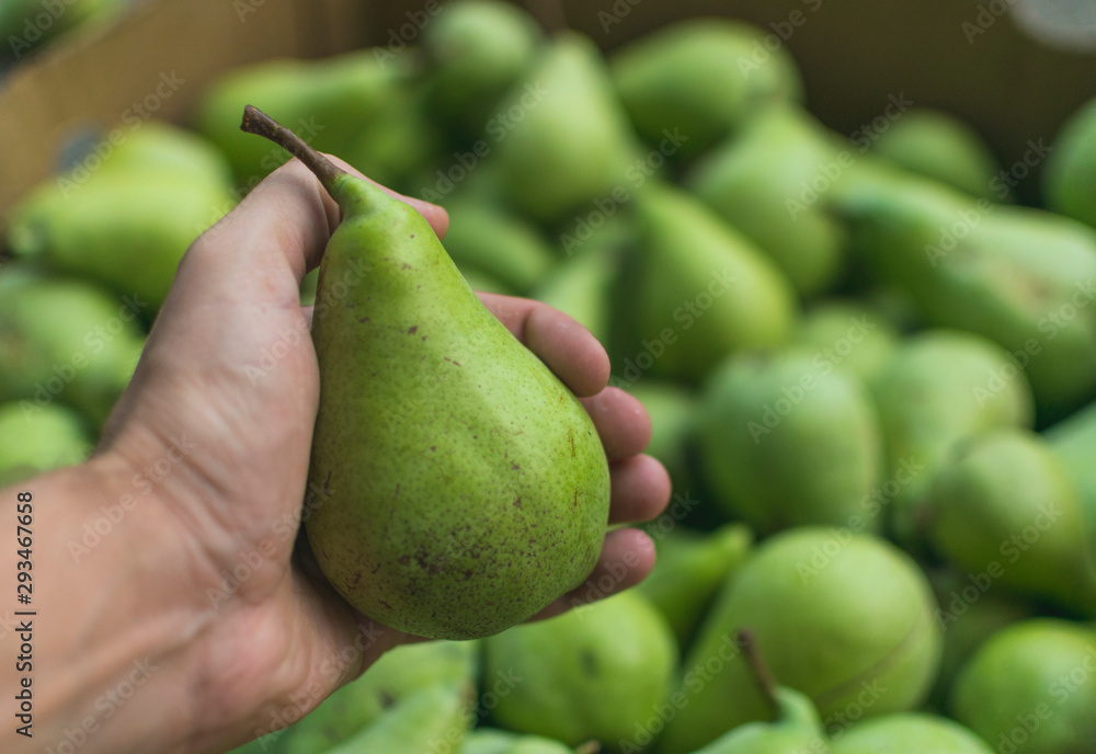 Human hand holding green pear in front of box full of pears after harvest. Human hand holding green pear in front of box full of pears after harvest.