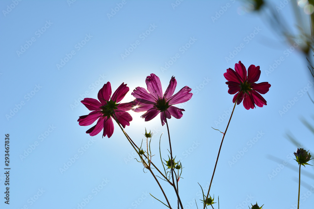 Beautiful cosmos flowers on the background of clear blue sky with sun. Beautiful cosmos flowers on the background of clear blue sky with sun.