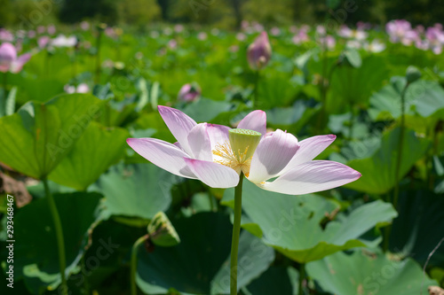Closeup of a lotus flower in full bloom