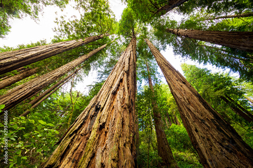 Muir woods