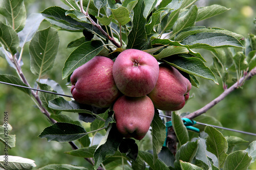 mele in Val di Non, Trentino