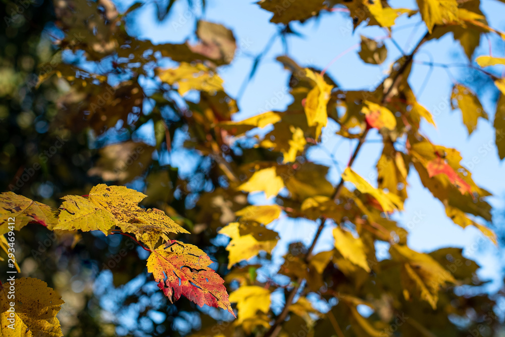 Obraz premium Gold autumn leaves of a tree with blue sky background ~When Autumn Appears~