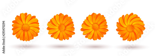 Calendula vector illustration isolated. Four of the marigold flower