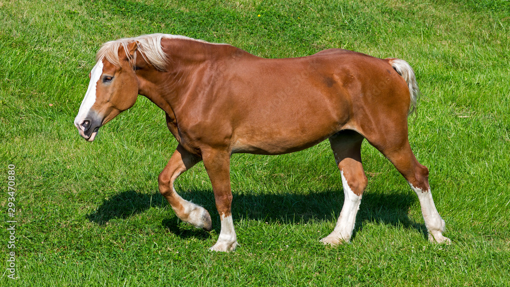 a large draft horse walking through a field a large draft horse walking through a field