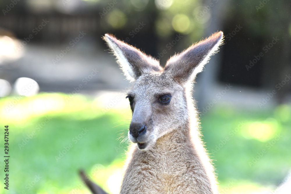 Fototapeta premium Känguru in Australien