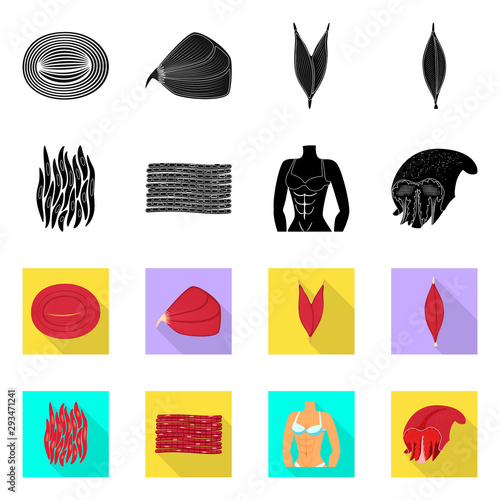 Vector illustration of fiber and muscular sign. Set of fiber and body stock symbol for web.