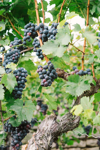 Trollinger red wine grape clusters ripen on leafy vines in German Baden-Württemberg winery vineyard