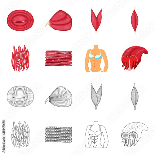 Vector illustration of fiber and muscular sign. Set of fiber and body vector icon for stock.