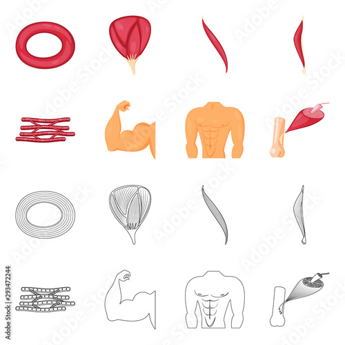 Isolated object of fiber and muscular symbol. Collection of fiber and body vector icon for stock.