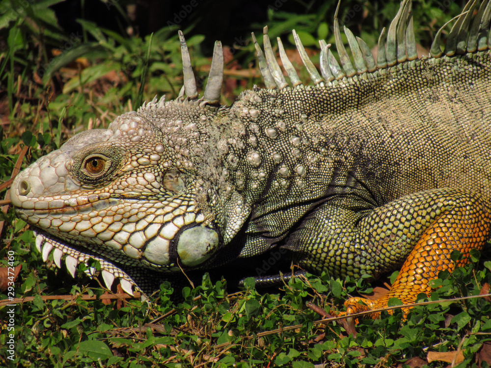 Obraz premium Reptile