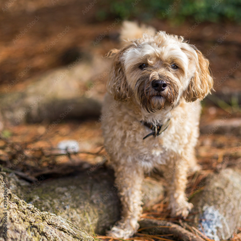 Medium size wooly coated dog in woodland looking at you