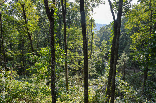Fototapeta Naklejka Na Ścianę i Meble -  tall trees in a dense forest on a sunny day