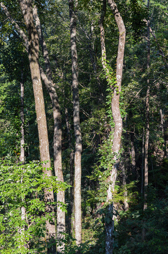 tall trees in a dense forest on a sunny day
