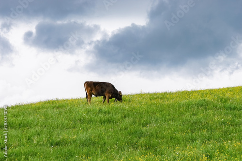 Aufziehende Gewitterwolken - Braunviehrind grasend auf einer Bergwiese © Countrypixel