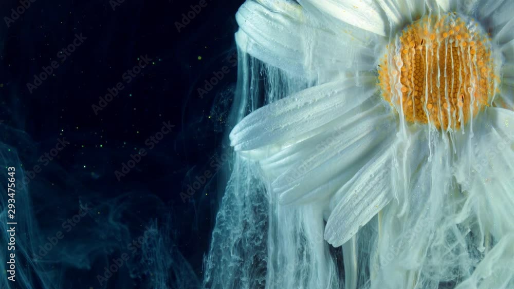 custom made wallpaper toronto digitalChamomile or camomile flower. Acrylic colors and ink in water.