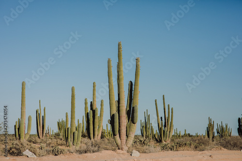 Saguaro Mexicano 