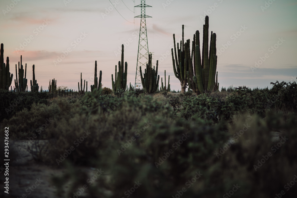 Saguaro Mexicano 
