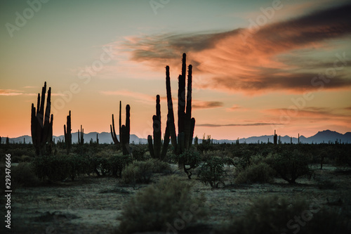 Saguaro Mexicano 